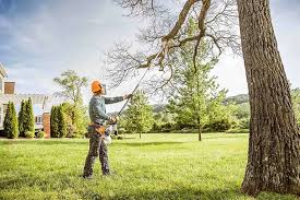 Best Tree Health Inspection  in San Rafael, NM