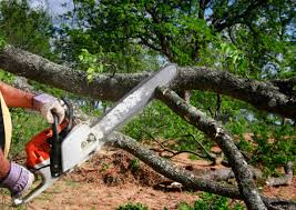 San Rafael, NM Tree Services Company