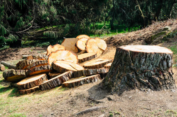 Best Tree Trimming and Pruning  in San Rafael, NM